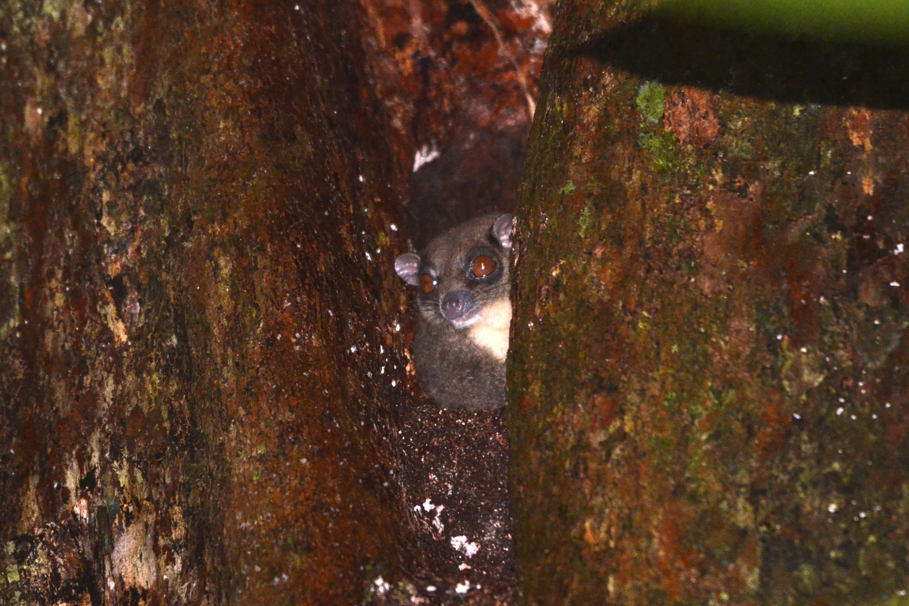 Tous ayamaruensis, the ring-tailed glider, sitting in a tree Tous ayamaruensis, the ring-tailed glider, sitting in a tree